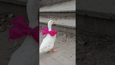 ♥