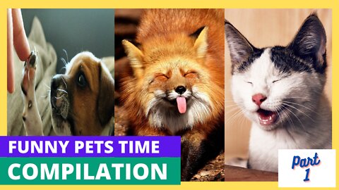 Part 1: Top Funny Pet Time Videos - TRY NOT TO LAUGH