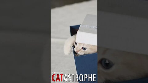 😼 #CATASTROPHE - Prison Break Whiskers: The Daring Escape of a Playful Kitten 🐈
