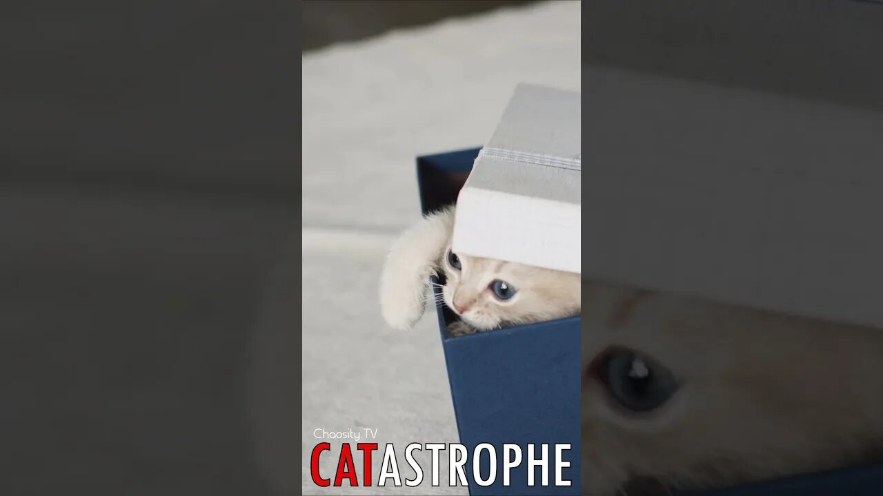 😼 #CATASTROPHE - Prison Break Whiskers: The Daring Escape of a Playful Kitten 🐈