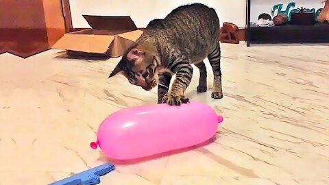 Funny Сats and Kittens That Will Make You Laugh - Funny Animal's Life