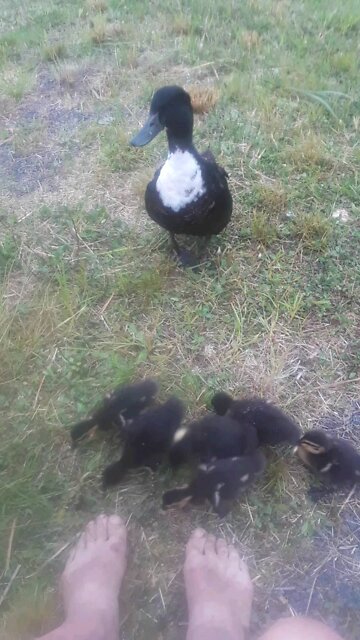 Duck of Lance Cove Beach.