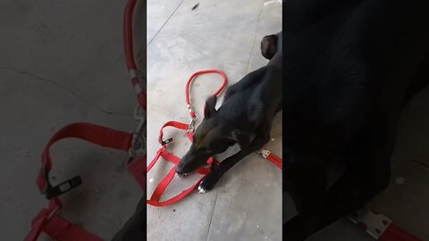 Training the leash to him 🐶😍