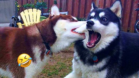 Normal dogs vs Huskies🤣 FUNNIEST Huskies | 10 Minutes Best Videos | Part 8