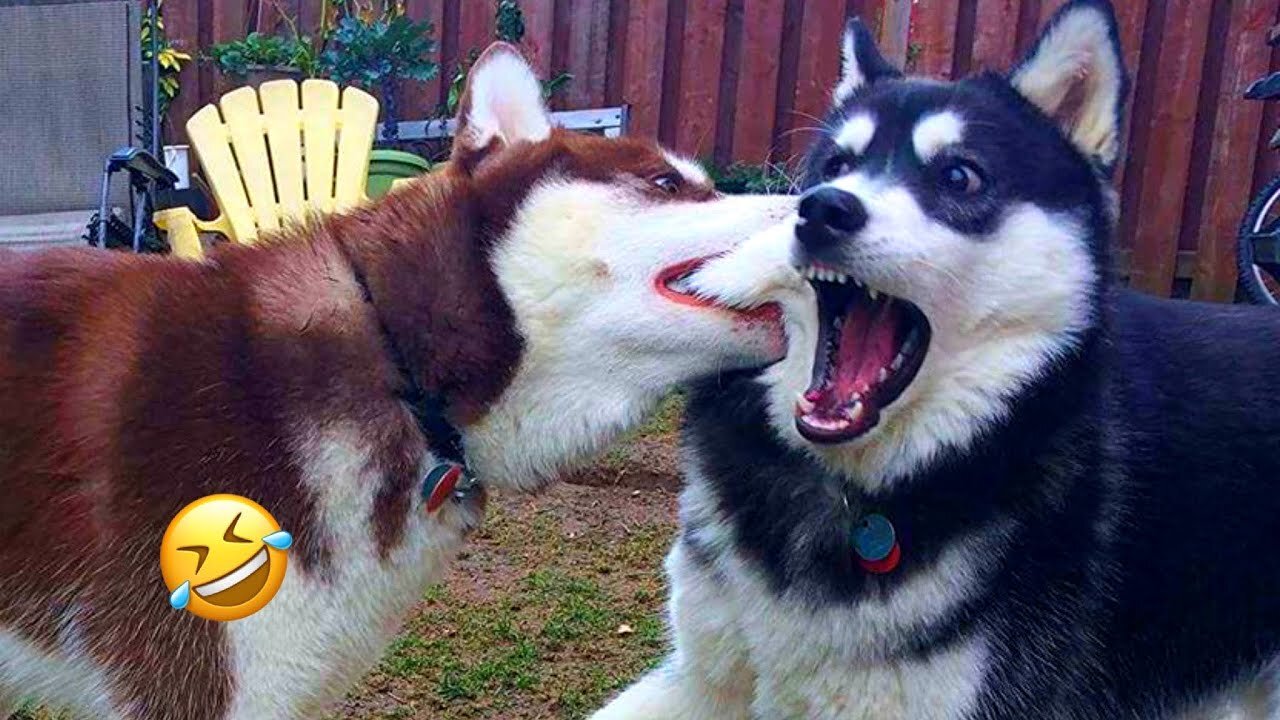 Normal dogs vs Huskies🤣 FUNNIEST Huskies | 10 Minutes Best Videos | Part 8