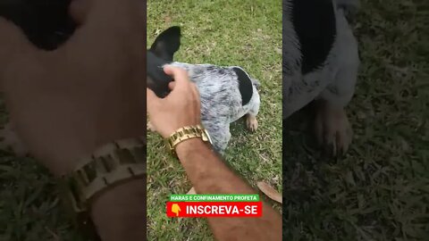 esse é esperto mais que tudo 🐕 #shorts #agro #roça #animals #bicho #haras #confinamento #cachorro