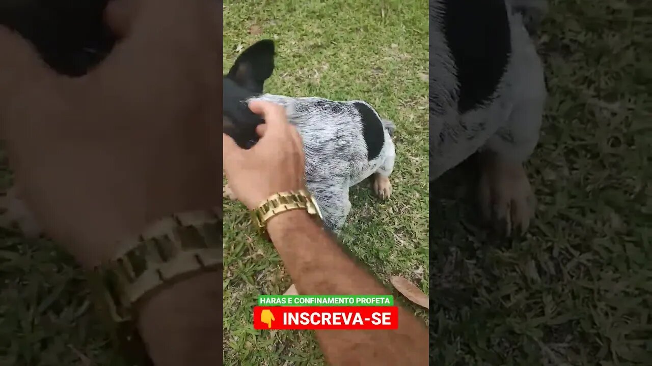 esse é esperto mais que tudo 🐕 #shorts #agro #roça #animals #bicho #haras #confinamento #cachorro