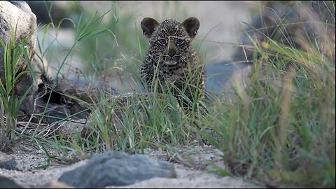 Sneaking up on Momma