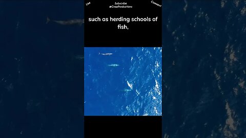 Dolphins are carnivorous and have a varied diet #dolphin #shorts