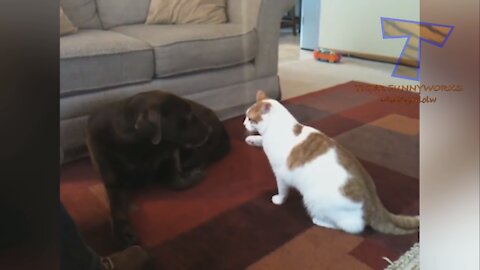You Will Laugh At These Salty Moments Of Pets - Try Not To Laugh
