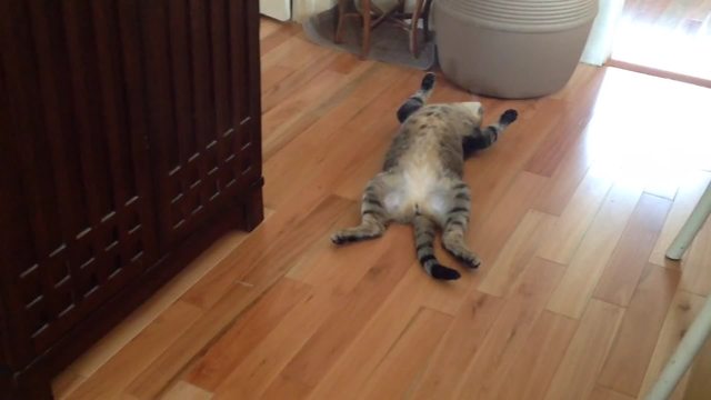 This Cat Is Too Lazy To Chase A Ball