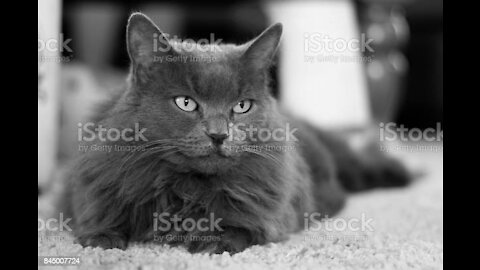 UPDATE! : FUNNY FACTS & MYTHS OF NEBELUNG CATS