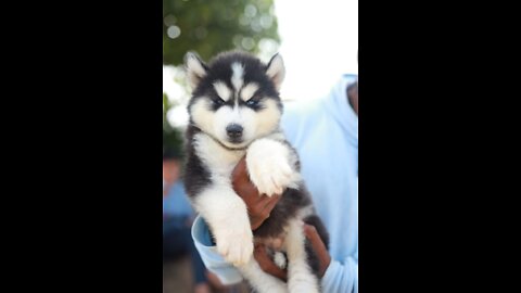 So cute this dog