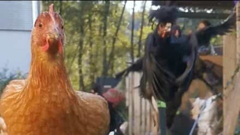 Daily chicken run for freedom!
