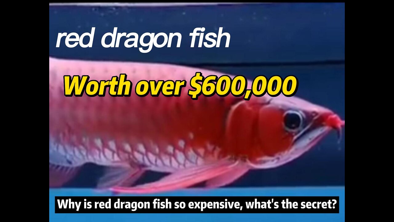 What's the secret of the expensive red arowana?