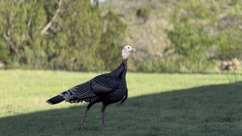 Wild turkey and a little breeze