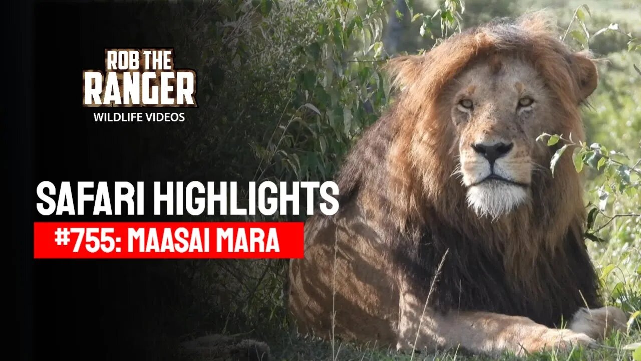 Safari Highlights #755: 05 March 2023 | Maasai Mara/Zebra Plains | Latest Wildlife Sightings