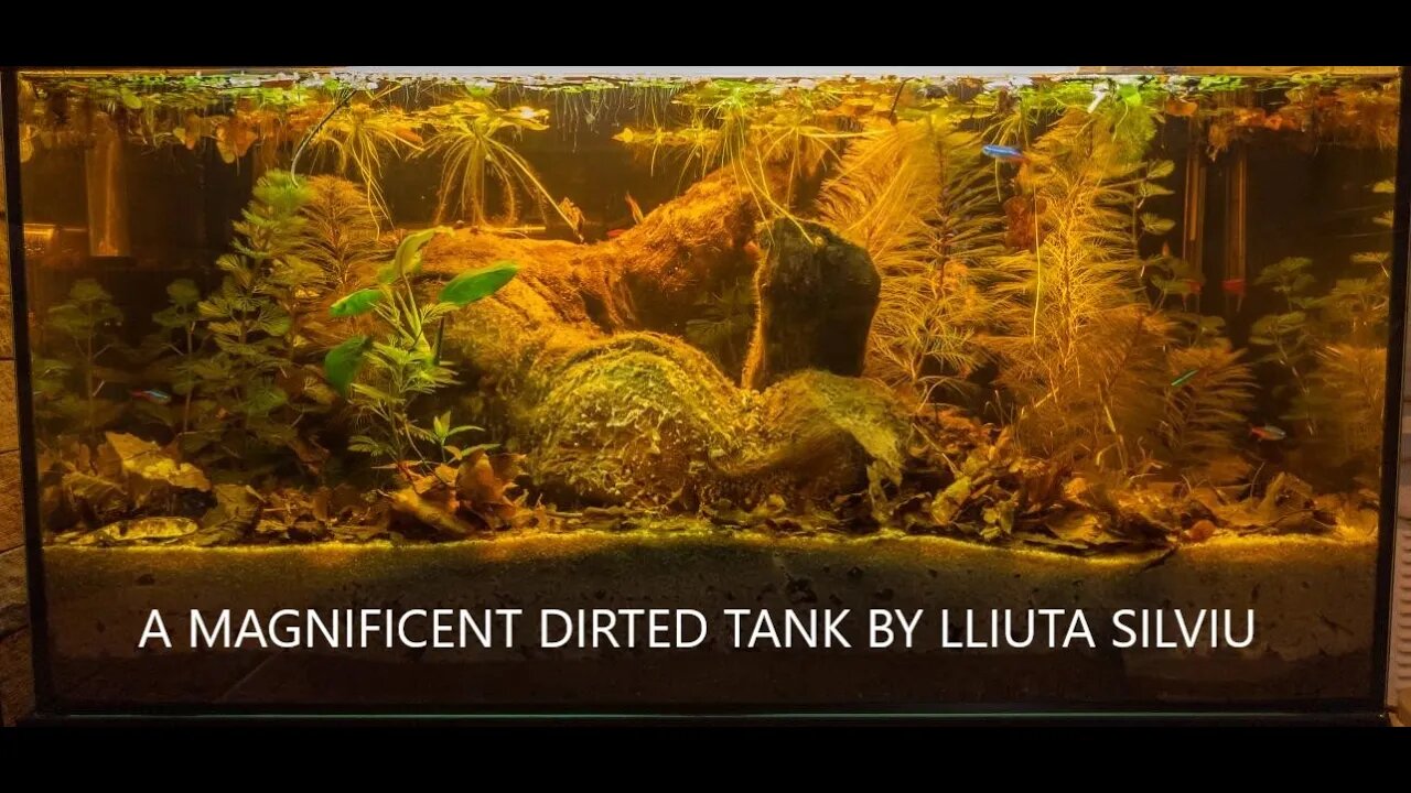 HOW MUCH DIRT IN A DIRTED SUBSTRATE?