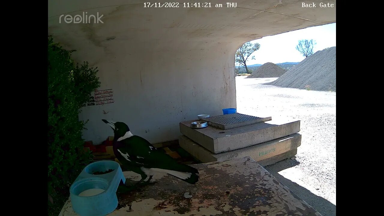 Magpies 17:11 11 40am