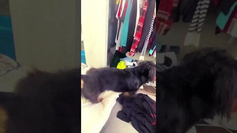 DAD YOUR ANNOYING 😝 #shorts #love #explorepage #dog