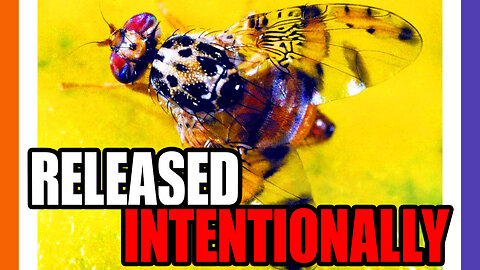Millions of Fruit Flies INTENTIONALLY Released