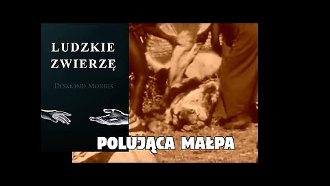 Ludzkie Zwierzę - Polująca małpa | Desmond Morris | cz. 2