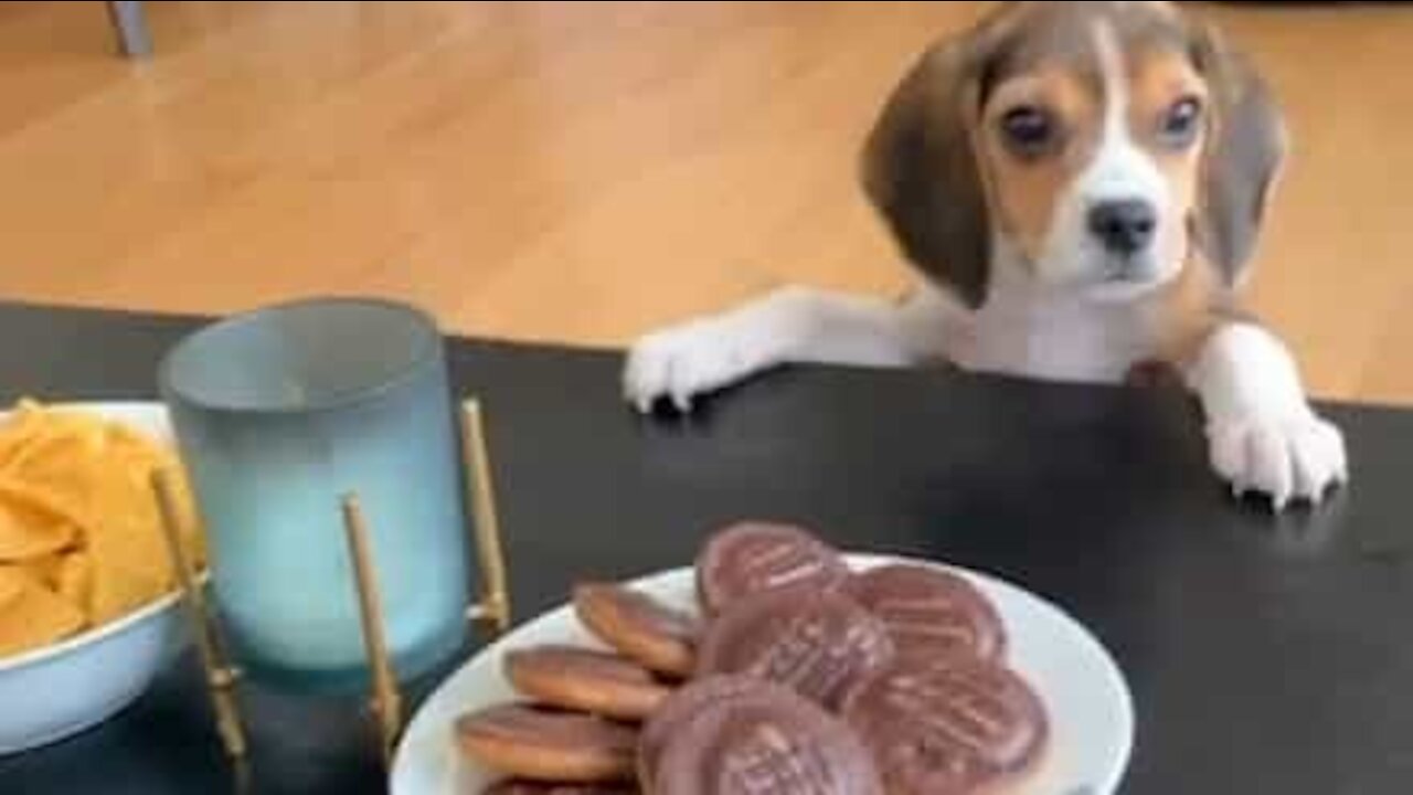 Cadelinha gulosa tenta alcançar comida em cima da mesa