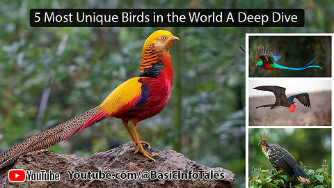 5 Most Unique Birds in the World a Deep Dive
