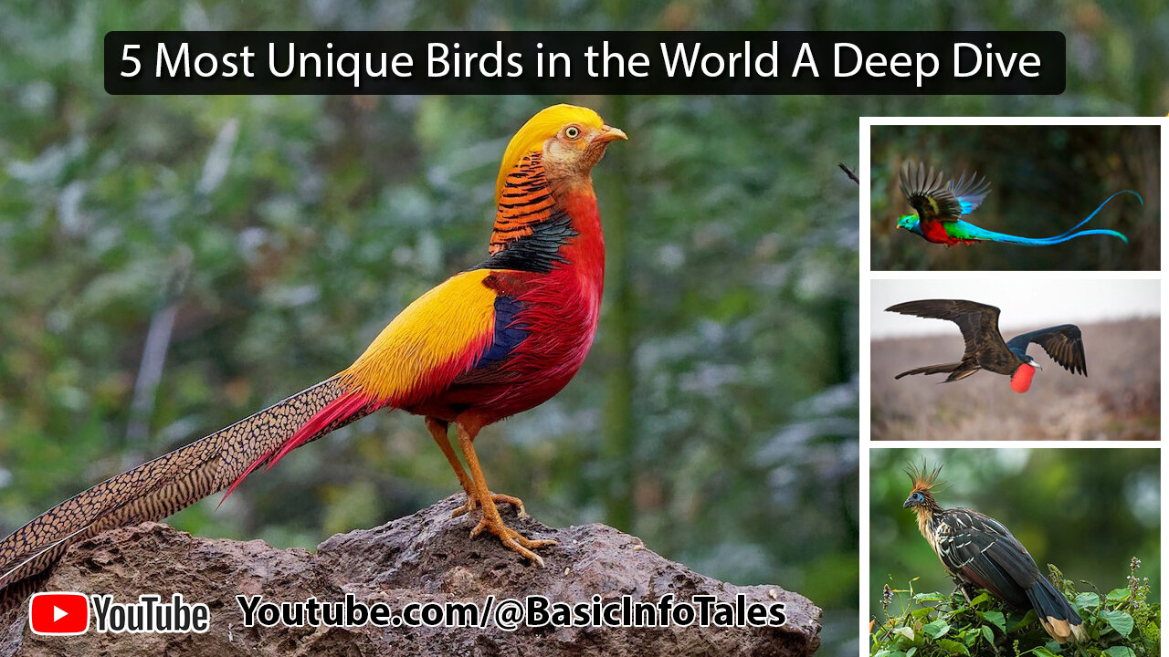 5 Most Unique Birds in the World a Deep Dive