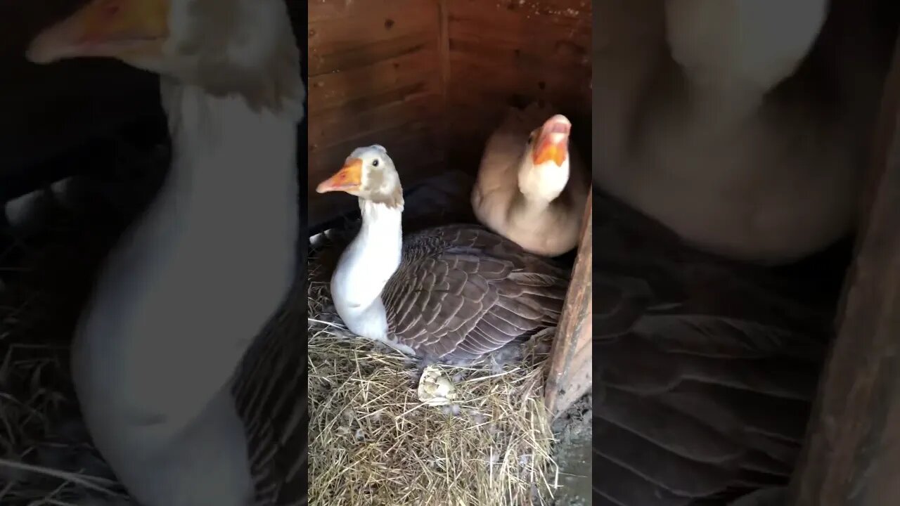 Goose and gander with newly hatched goslings