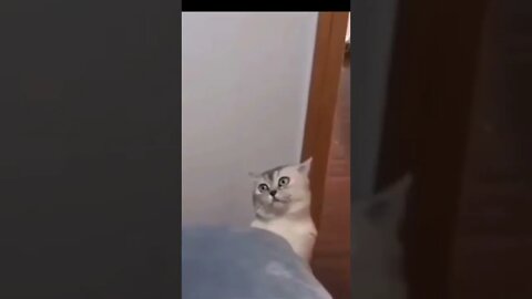 super singer cat