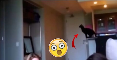 AMAZING moments with CATS captured on camera!