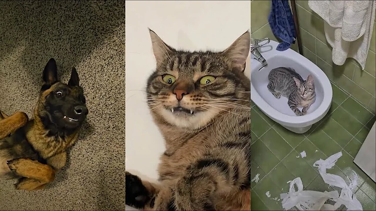 Funniest Cats and Dogs Videos🐱🐶New Funny Animals 2023😍🤣#16