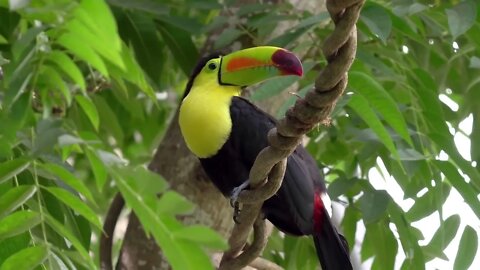 bird sounds Relaxation - Nature sounds music for Meditation - Birds chirping, birds singing