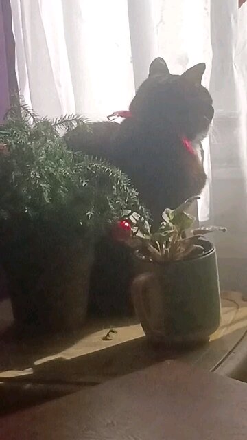 iris doesn't like the Christmas tree