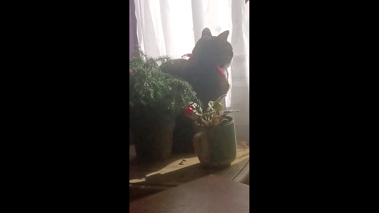 iris doesn't like the Christmas tree