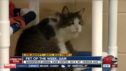 Pet of the Week: Meet Samuel