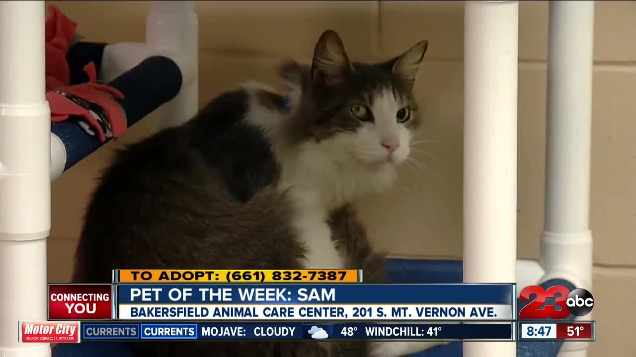 Pet of the Week: Meet Samuel