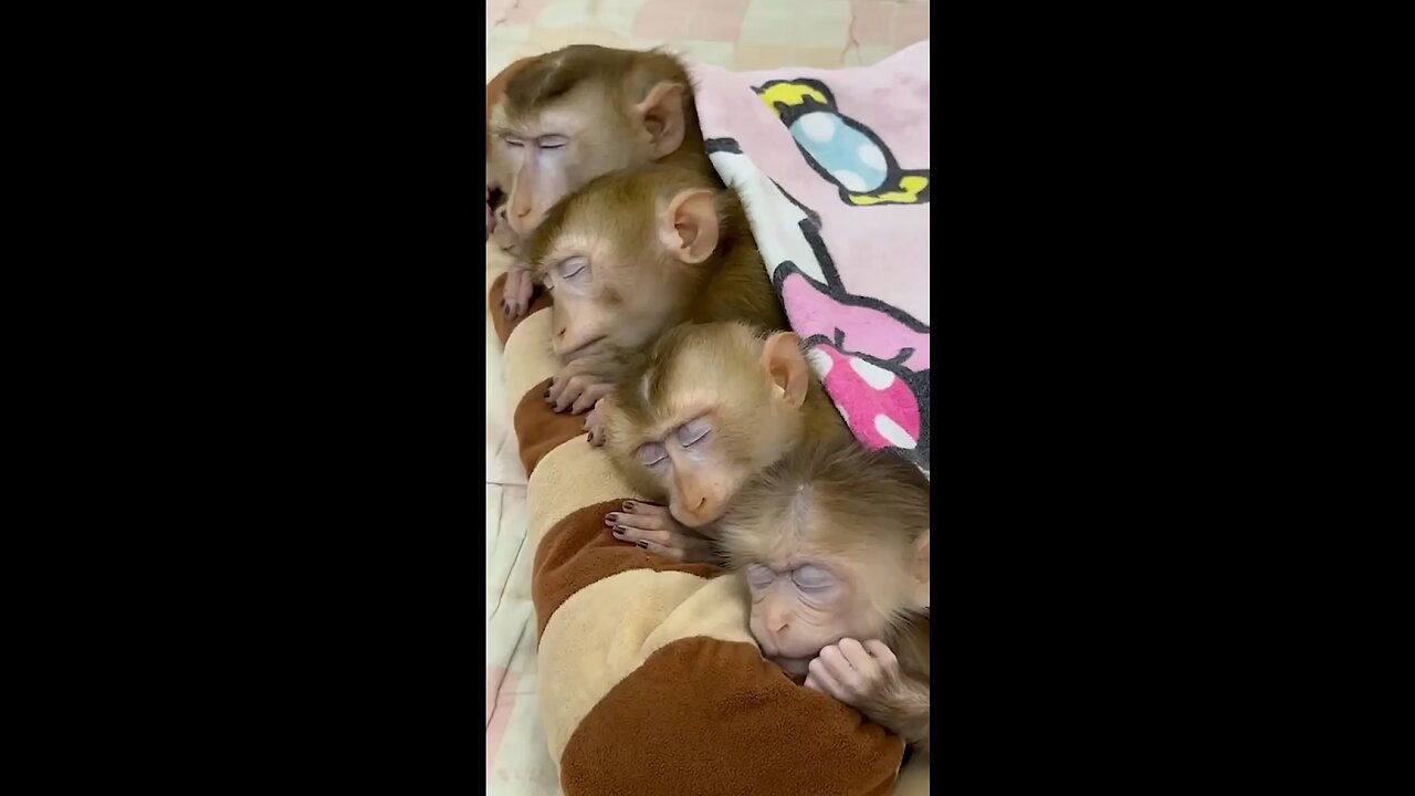 Babies monkeys sleeping