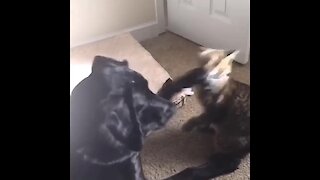 Puppy & Kitten Introduced To Each Other, Become The Best Of Friends