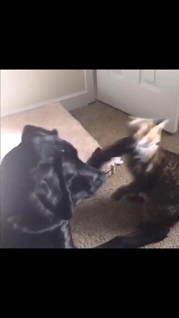 Puppy & Kitten Introduced To Each Other, Become The Best Of Friends