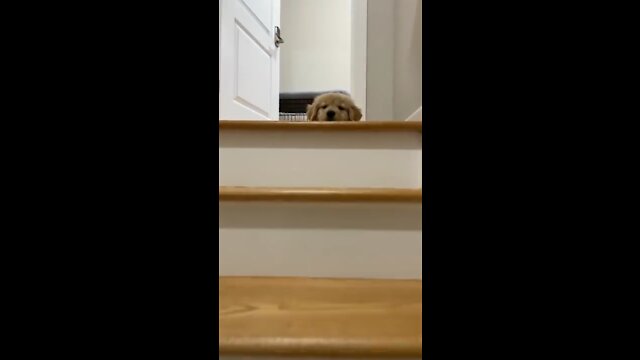 Oh hello๐๐ #shorts #dog #puppy #dogs #animal #animals #love #cute