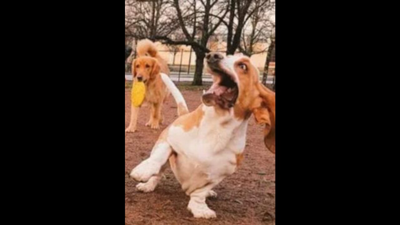 Funny dog video //try not to laugh🤣