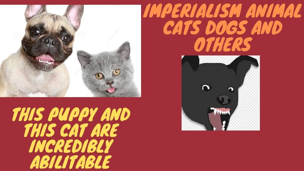 THIS PUPPY AND THIS CAT ARE AMAZINGLY ABILIDABLE