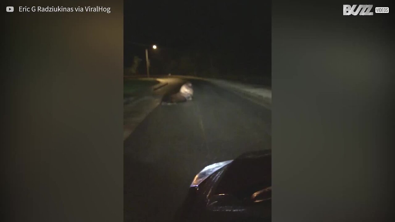 Avete mai visto un leone marino in mezzo alla strada?