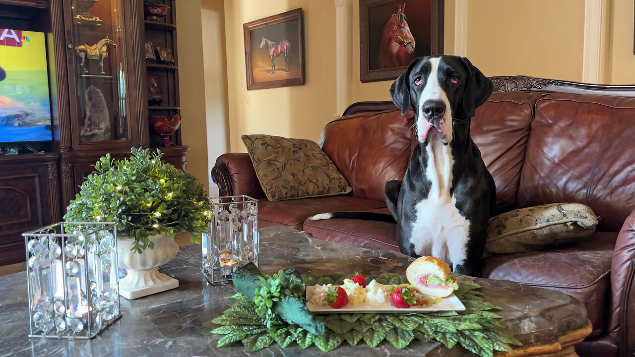 Funny Great Dane Enjoys A Family Social Distancing Italian Sub & Salads