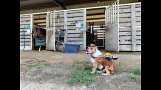 British Bulldog plays at being a horse
