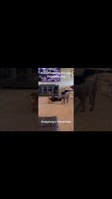 Little ￼ boss, dog, Norman