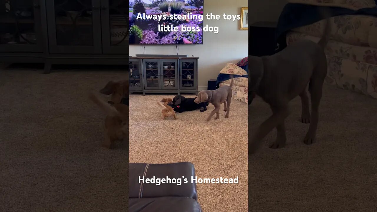 Little  boss, dog, Norman