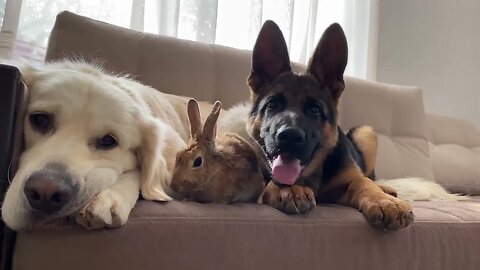 Golden Retriever and German Shepherd Puppy Play with Bunny Sam for the First Time!